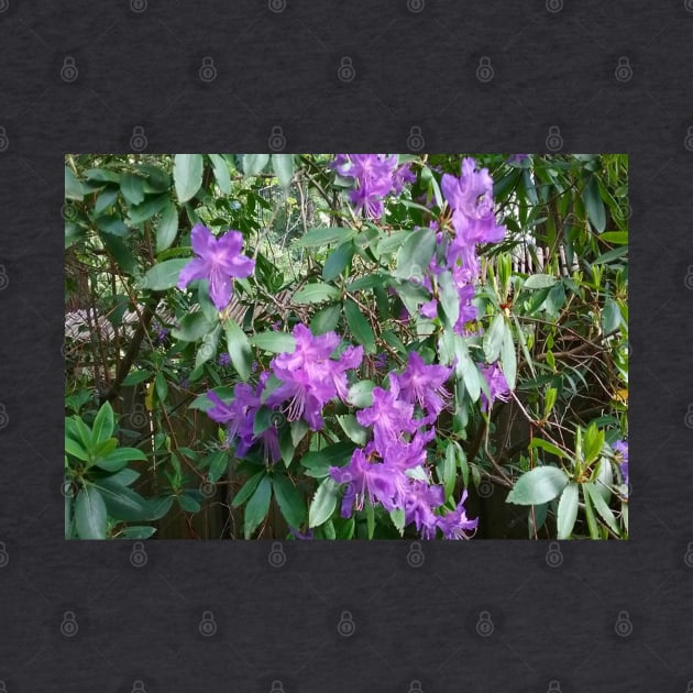 Purple Flowers Nature Photography Pacific Northwest by starcraft542